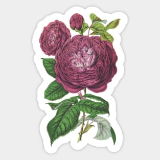 Mauve Pink Rose Flower Vintage Botanical Illustration Sticker